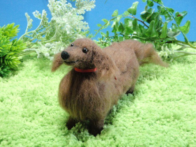 羊毛犬*ダックスフンド*チョコの画像1枚目