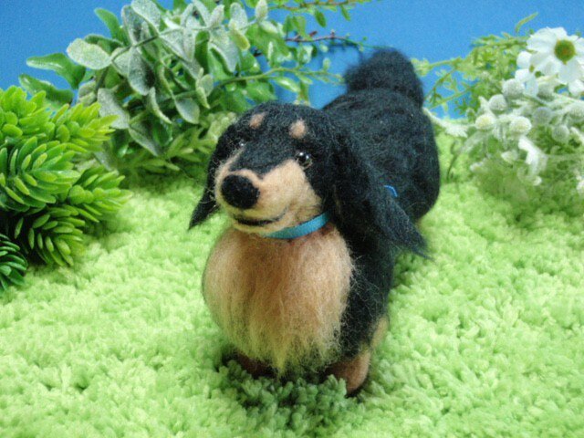 羊毛犬*ダックスフンド*黒タンの画像1枚目