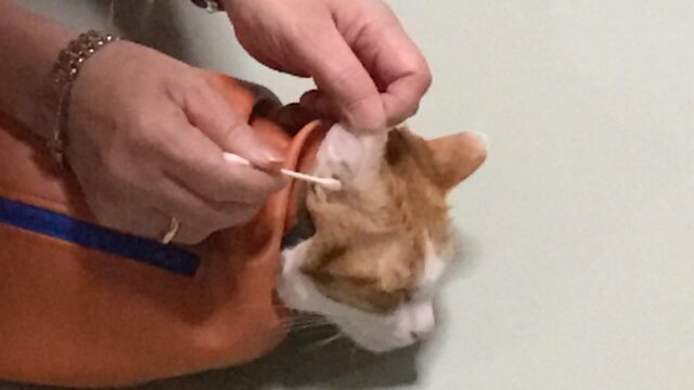 猫の世話用おくるみ.暴れる寝ちゃん袋のねずみ❗️ | iichi 日々
