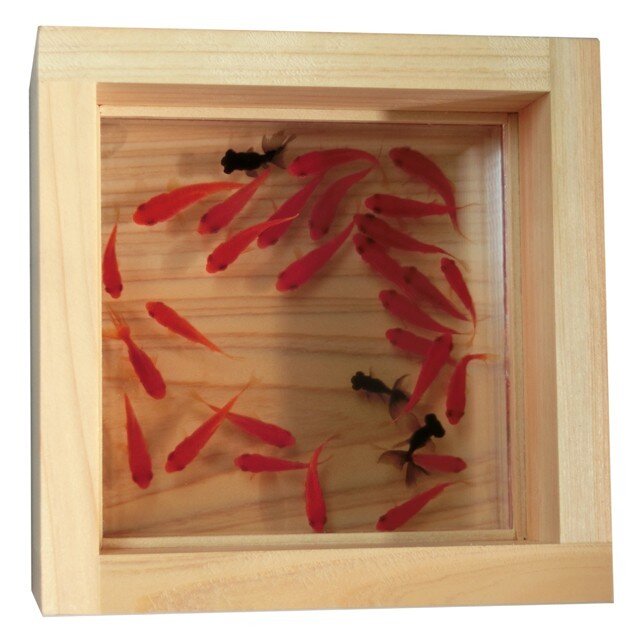 樹脂金魚 アクリル 金魚 アート プレミアム 「極」純日本製 プレゼント