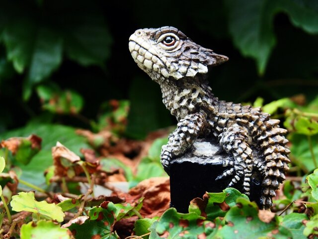 オオヨロイトカゲ【Cordylus giganteus】の画像1枚目