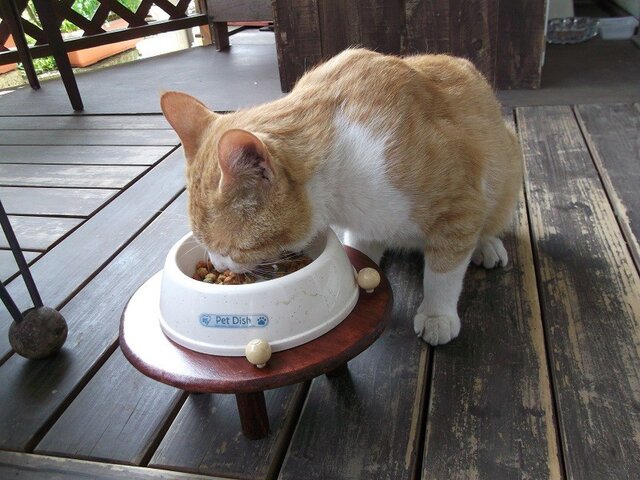猫ちゃんやワンちゃんのテーブルの画像1枚目