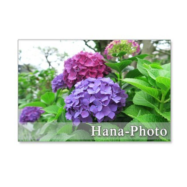 1135 紫陽花 白 ピンク ブルー 紫 ポストカード5枚組 Iichi ハンドメイド クラフト作品 手仕事品の通販