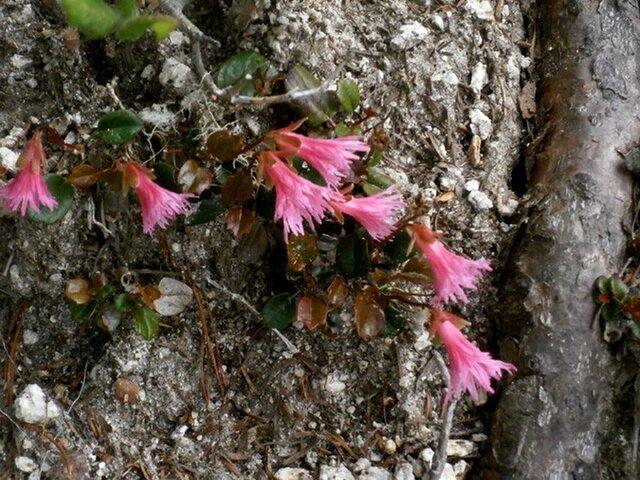 なつかしの山・思い出の花シリーズ「鞍掛山・コイワカガミ、クモイ