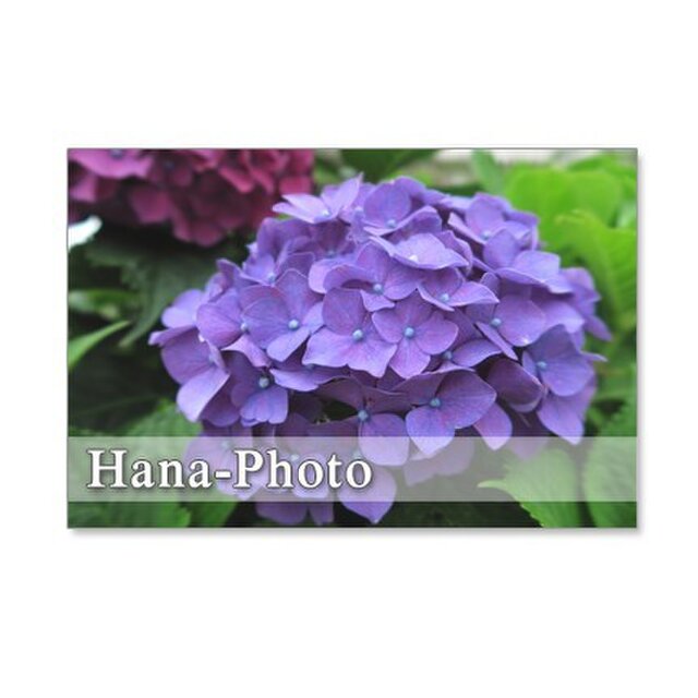 1136 紫陽花のアップ ポストカード5枚組 Iichi ハンドメイド クラフト作品 手仕事品の通販