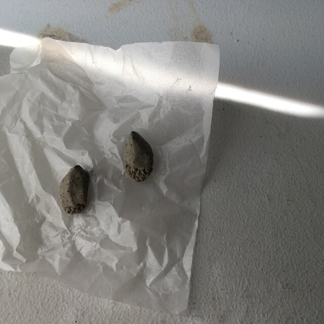 陶器ピアス 微生物Aの画像1枚目