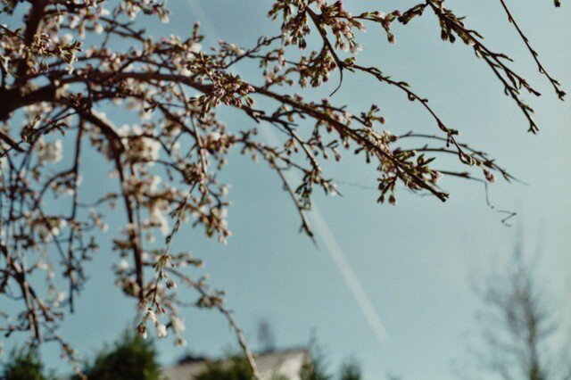 【額付写真】der Frühlingの画像1枚目