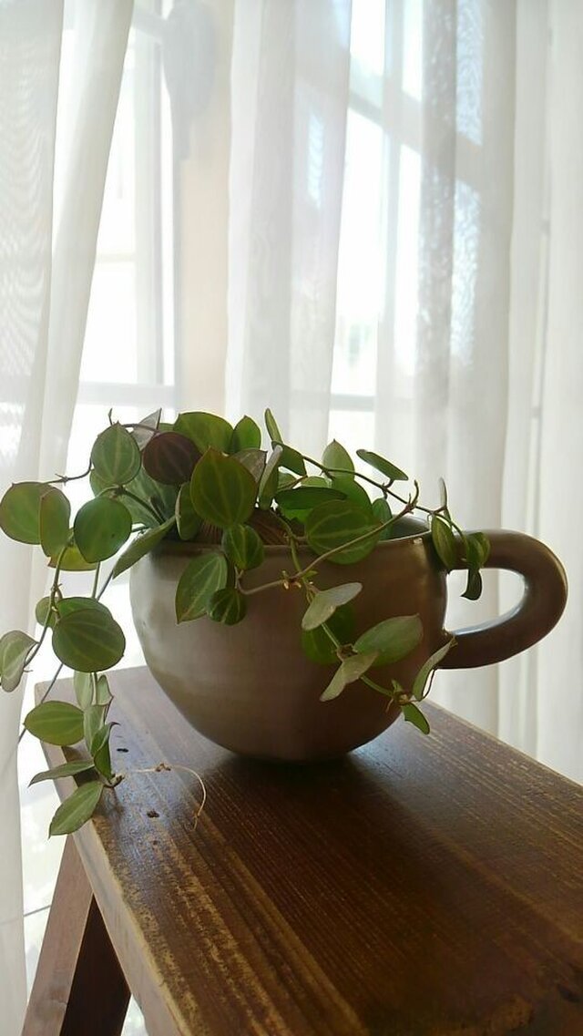 マグカップの植木鉢の画像1枚目