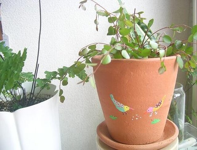 夏鳥の植木鉢の画像1枚目