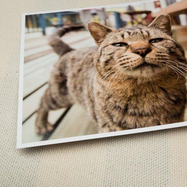 ポストカード ねこ 選べる5枚の画像1枚目