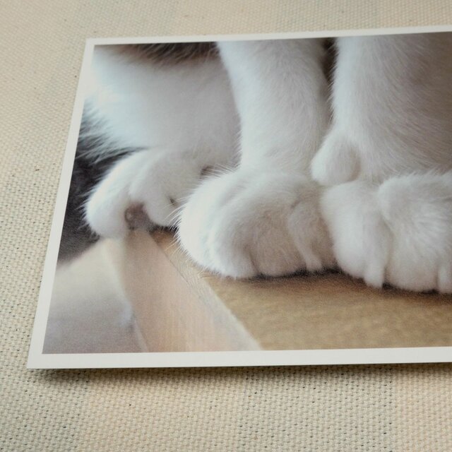 ポストカード ねこ 3枚 set01の画像1枚目