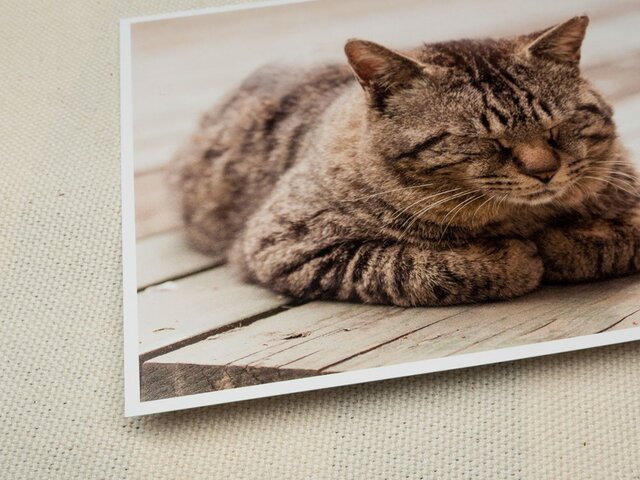 ポストカード ねこ 2枚 set02の画像1枚目