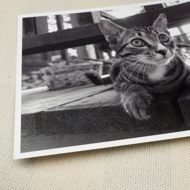 ポストカード ねこ 2枚 set09の画像1枚目