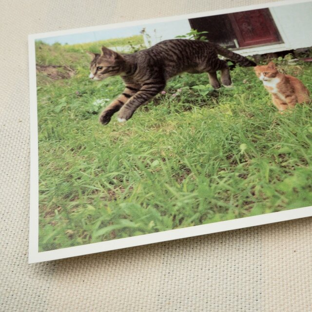 ポストカード ねこ 2枚 set07の画像1枚目