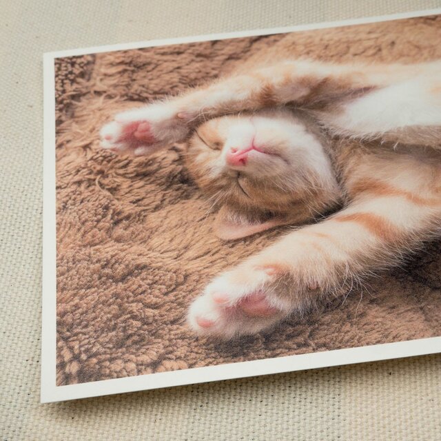 ポストカード ねこ 2枚 set06の画像1枚目
