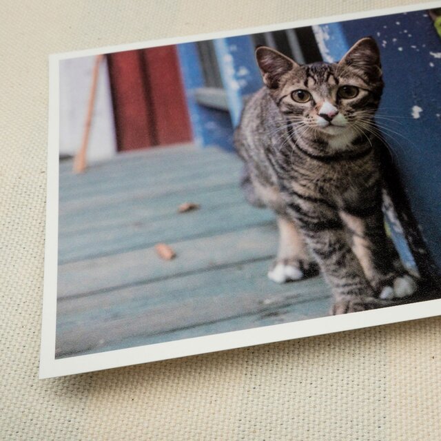 ポストカード ねこ 2枚 set05の画像1枚目