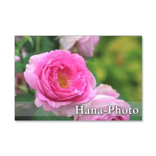 1194) ピンクのバラシリーズ ポストカード5枚組 1 | iichi 日々の