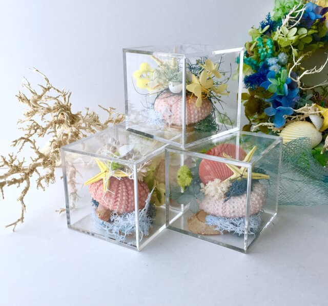 Clearcase☆shell 2個setの画像1枚目