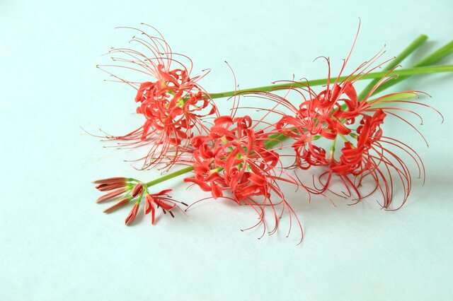 彼岸花　曼珠沙華　手鞠　和飾り 彼岸花曼珠沙華手鞠和飾り