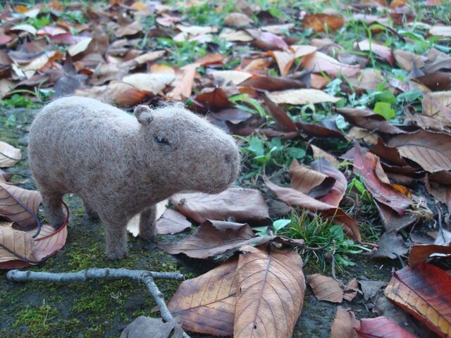 カピバラの画像1枚目