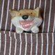 柴犬の焼き物ブローチ Cの画像