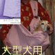 大型犬用抱っこ紐（スイートパープル）の画像