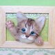 癒し子猫 「遊ぼう」 大きめフレームの画像