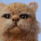ペルシャ猫の画像