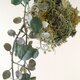苔玉　エンジェルリーフの画像