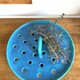 蒸し皿： Sターコイズブルー　おまけ付きの画像