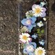 ■iPhone　押し花ケース "ハッピースプリング"の画像