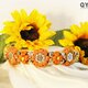 ParaWan combi Fleurs Soleil［フルール ソレイユ］〈Ｌサイズ：35～40cm〉の画像