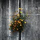 W151   コンクリートの花