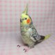 リアルサイズ  オカメインコ パール（羽色変更可能）  羊毛フェルト  羊毛インコ 羊毛ぬいぐるみ 受注製作　工房小鳥屋さんの画像