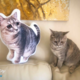 ダーメイド 25cm✩　ワンちゃん、猫ちゃんのオーダークッションの画像