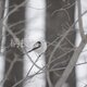 ＃１９６６ シマエナガの写真 ハガキサイズの画像