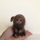 ピグミーマーモセット　brown pygmymarmosetの画像