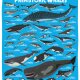 クジラの進化A2ポスターの画像