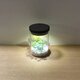 bottle terrarium mini [cool]の画像