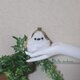 森のがま口ポーチ✿シマエナガ✿の画像