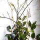 季節の茶花 2月の画像