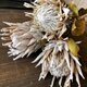 「キングプロテア ホワイト」55cm1本 そのまま飾れる高品質ドライフラワー 花材　インテリアやスワッグ　撮影小道具などにの画像