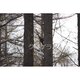 ＃１８２４ クマゲラの写真 ２Ｌサイズ（127×178mm）の画像