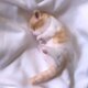 ＜受注制作＞うまれたての子猫のぬいぐるみ　茶白の画像