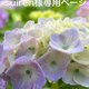 suiren様専用ページの画像