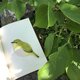 再販　本革　鳥　めじろ　ブックマークの画像