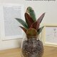 フィカス・ベリーズ　ハイドロカルチャー　観葉植物　インテリアに植物を！お手入れ簡単　初心者におすすめ　グリーンライフを！の画像