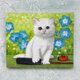 白い仔猫とネモフィラの画像