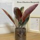 フィカス・ベリーズ2  ハイドロカルチャー　観葉植物　インテリアに植物を！お手入れ簡単　初心者におすすめ　グリーンライフを！の画像