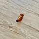 馬の顔ブローチの画像